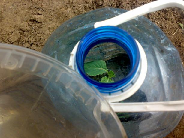 Watering through the bottle neck