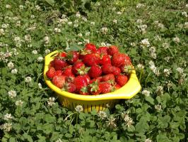 5 tips to gardeners who want to change the place of strawberry