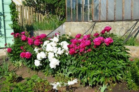 Flower bed with crimson and white peonies