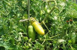 Banana leg - yielding Tomato in 2019