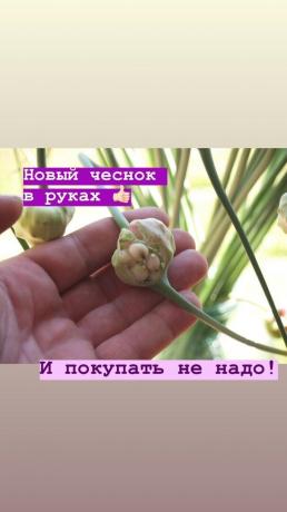 Arrows - no extra garlic on a bed. Photo: blog.garlicfarm.ru