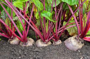 Autumn - a time to sow beets before winter. We get an early harvest!
