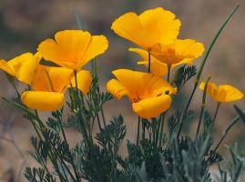 Nodding acquaintance with eschscholzia for bright flower beds