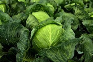 Protect cabbages from pests - easiest and best way