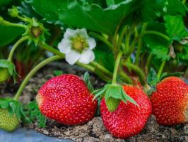 5 simple rules of caring for strawberries in the garden in July and August to the next year was a great harvest