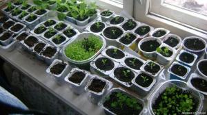 That sow seedlings. List of vegetables and flowers