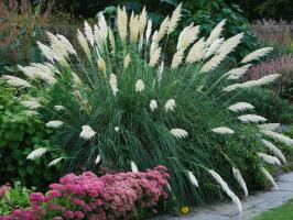 Evergreen garden plants: what to plant, to ensure that the beauty of the land for years. Part 1