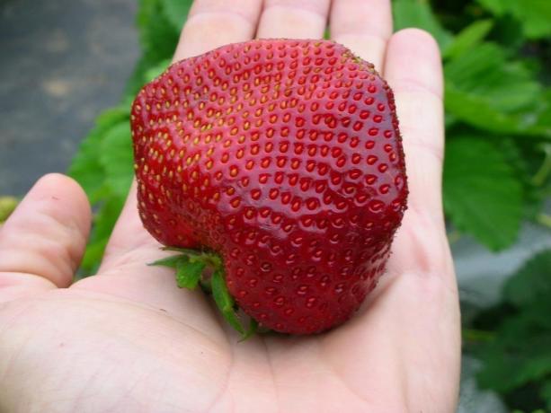 Big and tasty strawberries - the result of proper care! (
