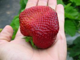 The second half of the summer - time to plant and replant strawberries for an abundant harvest