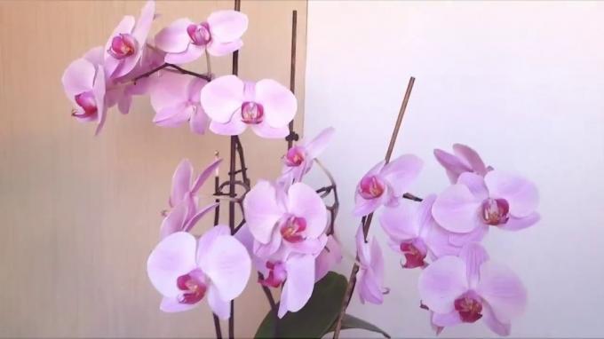 Pale pink phalaenopsis with raspberry eye