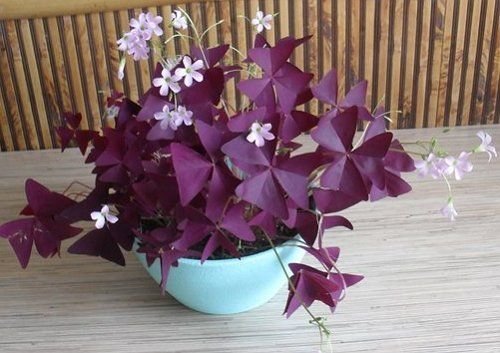 Oxalis different kinds of coloring leaves. There are green, variegated, violet