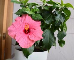 Hibiscus is back in vogue. The main problems in growing