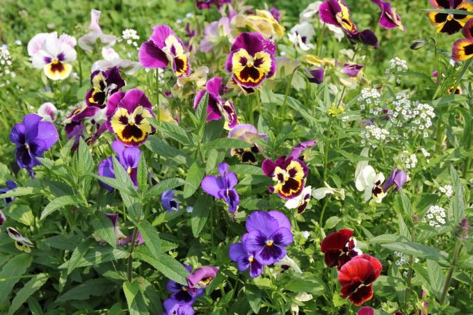 Cheerful pansies on a bed