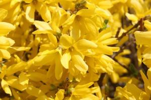 Forsythia - Features & Care