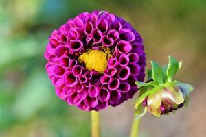 How to remove and store dahlias