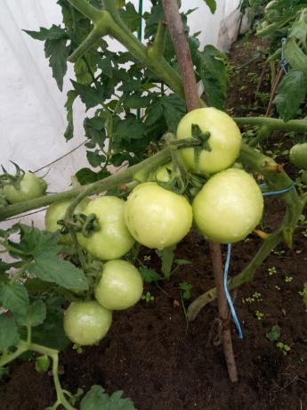If possible, it is best to cover the bushes of tomatoes film during incessant rains.
