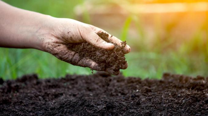 The easiest way to determine the acidity of the soil | Garden Garden
