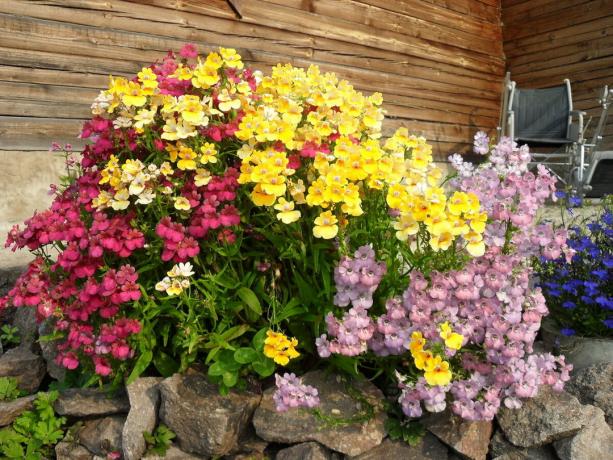 landing variant of the different varieties of Nemesia in the house. Photo taken from the internet