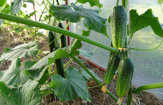 Cucumbers June 14, 2019, Kursk