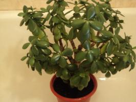 The main problem of content Crassula (money tree)