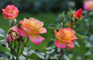I reveal my secret soda rejuvenate roses in the garden