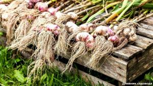 Close to what crops can not be planted garlic