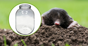 How I got rid of all the moles in the area