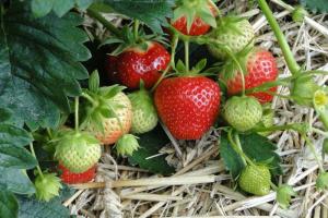 How to care for strawberries during fruiting