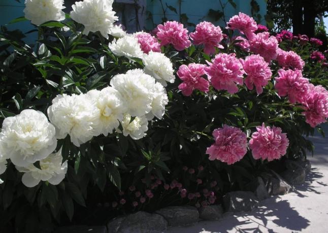 Flowerbed with peonies