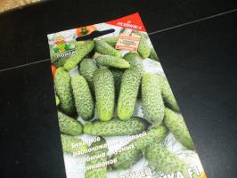 7 superpuchkovyh cucumbers, which differ miracle crop and funky taste