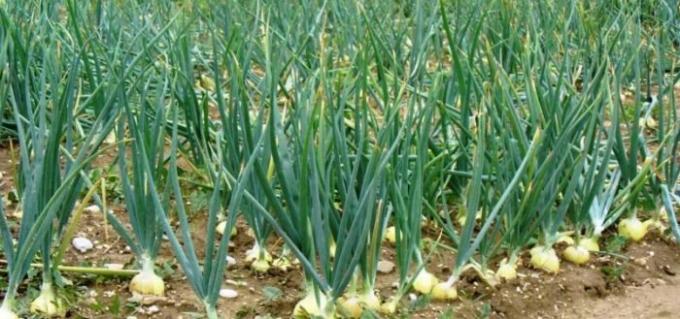 healthy onion