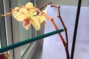 Features care of indoor plants in the flowering period: how to care for orchids arrow?