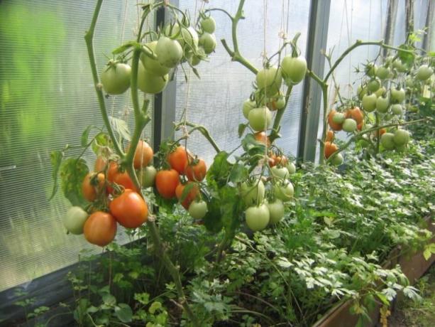 Ripening tomatoes in the greenhouse can be accelerated! (Mojateplica.ru)