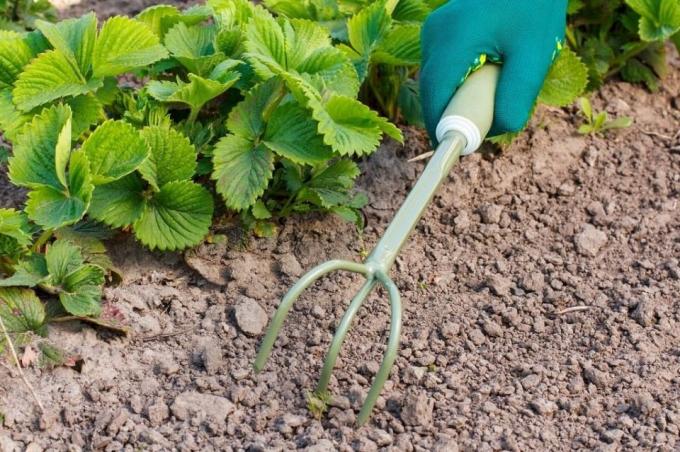 Be sure proryhlit soil before mulching | Garden Garden
