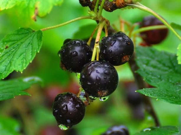 Ripe berries of black currant