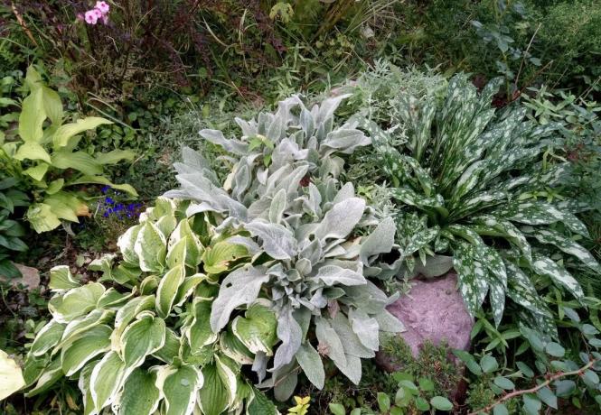 Stachys on my flowerbed. Photo from personal archive