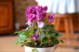 How to keep a cyclamen, flowering bought? Checked - tips work