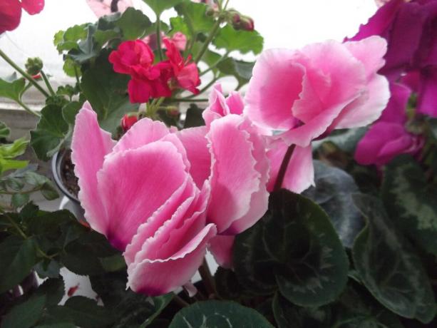 A second home of my flowering cyclamen. photo by the author