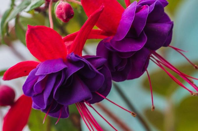 Flowers fuchsia terry