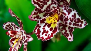 The queen of flowers - tiger orchid. subtleties of cultivation