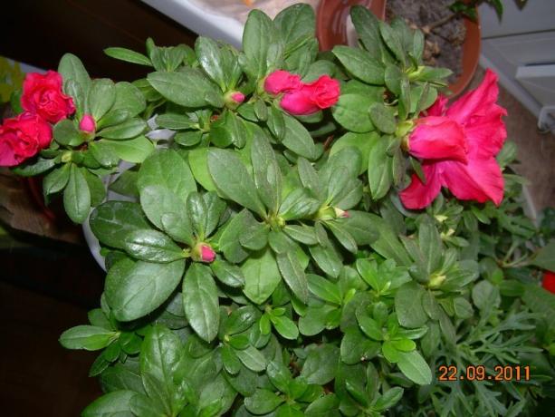 Azalea buds. This is a photo and then taken from the internet