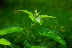 Nettles: useful properties, applications, recipes