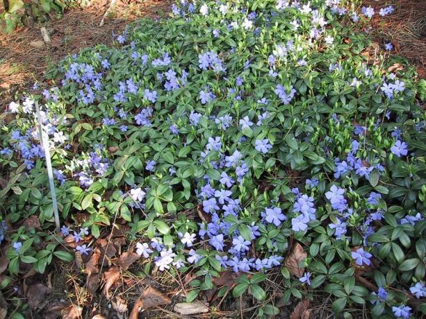 Thickets periwinkle in the spring garden