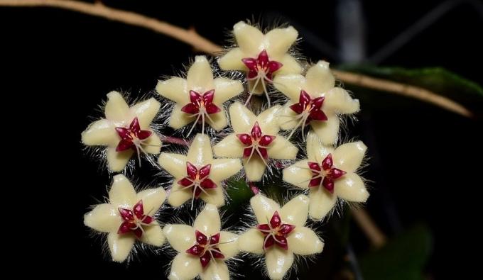 In Hoya there are varieties with original views! (