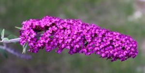 Buddleja - ornamental shrub, resembling lilac