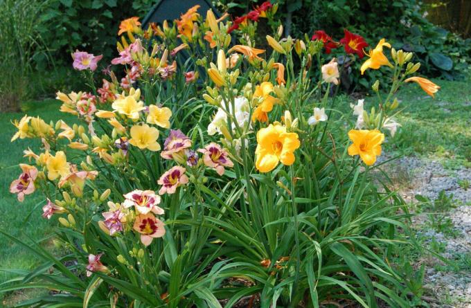It seems to me that daylilies quietly, but quickly filled our gardens. 15 years ago, the flower was more curiosity than usual inmate beds. And now what?
