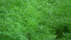 As I grow lush and fragrant dill.