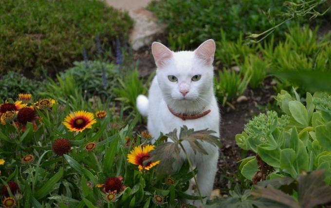 How to wean cat from digging flower beds?