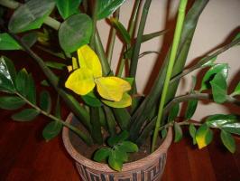 In houseplant leaves turn yellow? we solve the problem