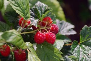 How to increase the harvest of raspberries? Professional advice